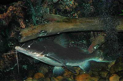Long-whiskered catfish (Sperata aor)