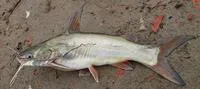 Long whiskers catfish (Mystus gulio)
