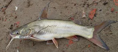 Long whiskers catfish (Mystus gulio)
