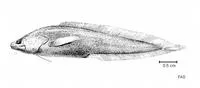 Longarm brotula (Calamopteryx goslinei)