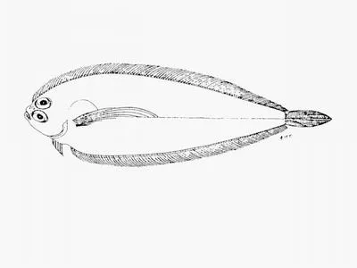 Longarm flounder (Laeops pectoralis)