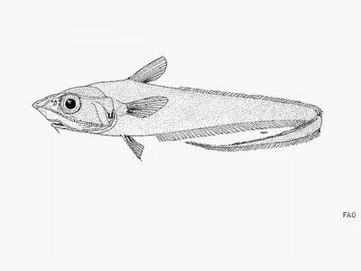 Longarm grenadier (Coelorinchus macrochir)