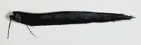 Longbarb dragonfish (Flagellostomias boureei)