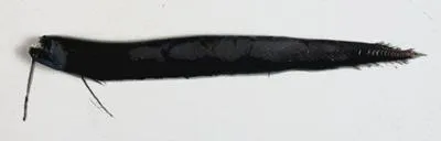 Longbarb dragonfish (Flagellostomias boureei)