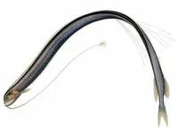 Longbarb scaly dragonfish (Stomias longibarbatus)