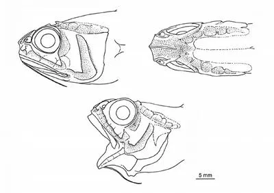 Longbarb whiptail (Hymenocephalus longibarbis)