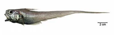 Longbeard grenadier (Ventrifossa macropogon)