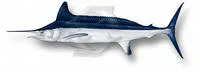 Longbill spearfish (Tetrapturus pfluegeri)