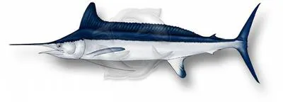 Longbill spearfish (Tetrapturus pfluegeri)