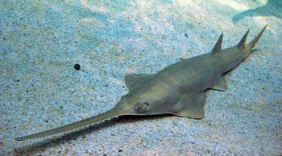 Longcomb sawfish (Pristis zijsron)