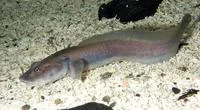 Longear eelpout (Lycodes seminudus)