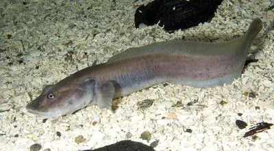 Longear eelpout (Lycodes seminudus)