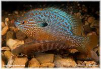 Longear sunfish (Lepomis megalotis)