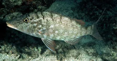 Longface emperor (Lethrinus olivaceus)