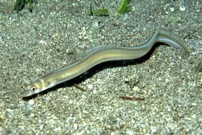 Longfin African conger (Conger cinereus)