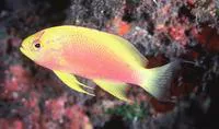 Longfin anthias (Pseudanthias ventralis ventralis)
