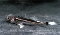 Longfin Baikal sculpin (Cottocomephorus inermis)