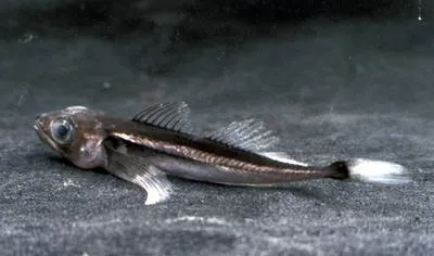 Longfin Baikal sculpin (Cottocomephorus inermis)
