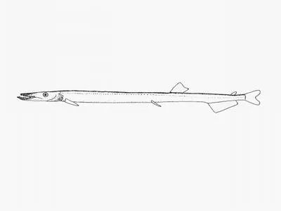 Longfin barracudina (Macroparalepis macrogeneion)