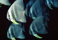 Longfin batfish (Platax teira)
