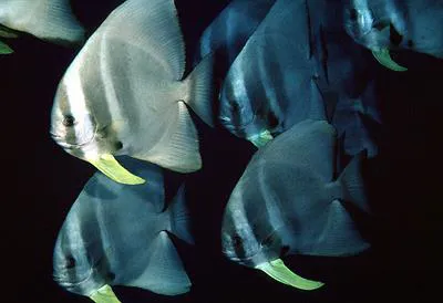 Longfin batfish (Platax teira)