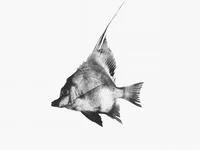 Longfin boarfish (Zanclistius elevatus)