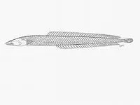 Longfin burrower (Apodocreedia vanderhorsti)