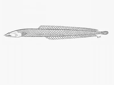 Longfin burrower (Apodocreedia vanderhorsti)