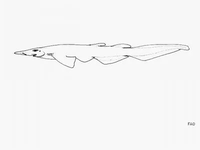 Longfin catshark (Apristurus herklotsi)