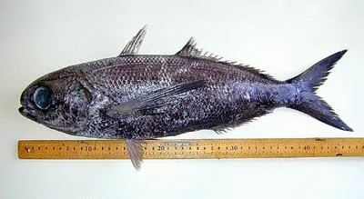 Longfin cigarfish (Cubiceps paradoxus)