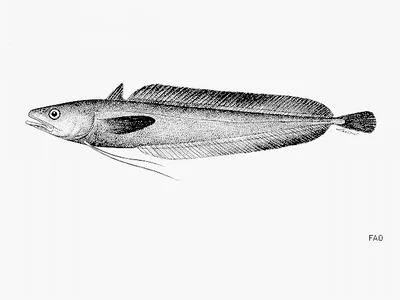 Longfin codling (Laemonema longipes)