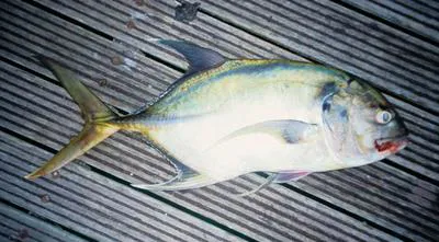 Longfin crevalle jack (Caranx fischeri)