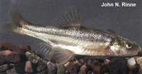 Longfin dace (Agosia chrysogaster)