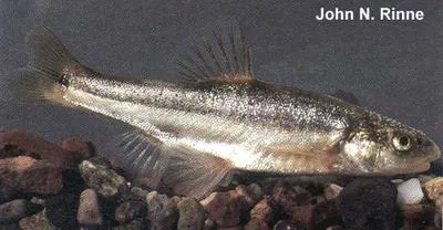 Longfin dace (Agosia chrysogaster)