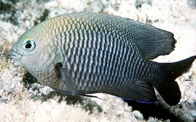 Longfin damselfish (Stegastes diencaeus)