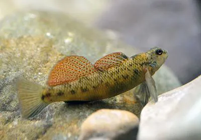 Longfin darter (Etheostoma longimanum)