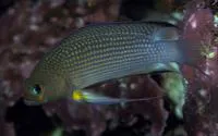 Longfin dottyback (Manonichthys polynemus)
