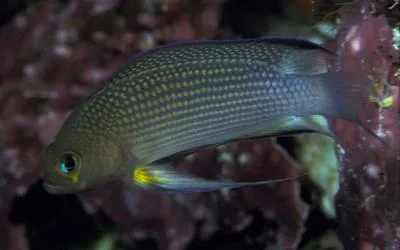 Longfin dottyback (Manonichthys polynemus)