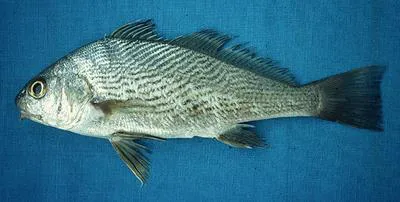 Longfin drum (Umbrina dorsalis)