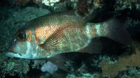 Longfin emperor (Lethrinus erythropterus)