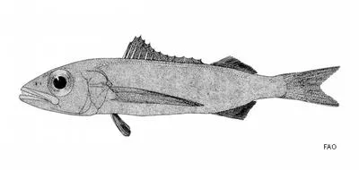 Longfin escolar (Scombrolabrax heterolepis)