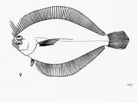 Longfin flounder (Syacium longidorsale)