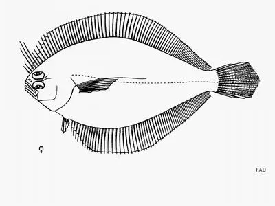 Longfin flounder (Syacium longidorsale)
