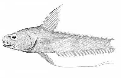 Longfin grenadier (Coryphaenoides longifilis)