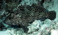 Longfin grouper (Epinephelus quoyanus)