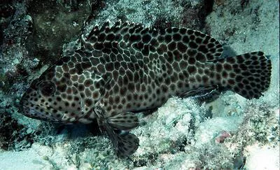 Longfin grouper (Epinephelus quoyanus)