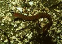 Longfin gunnel (Pholis clemensi)