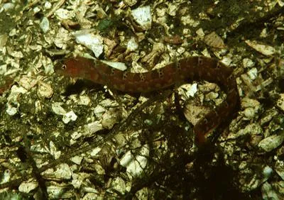 Longfin gunnel (Pholis clemensi)