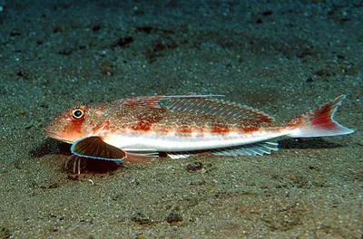 Longfin gurnard (Chelidonichthys obscurus)