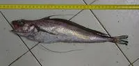 Longfin hake (Phycis chesteri)